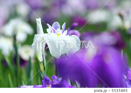 菖蒲 5535865