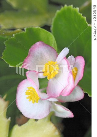 ベコニア 5535948