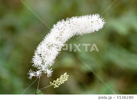 高原のサラシナショウマ 高原のサラシナショウマ 5536280