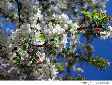 クラブりんごの花 5536630