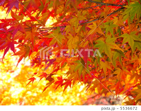 紅葉 紅葉 5536672