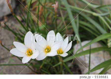 花の白いゼフィランサス　玉すだれ 5536681