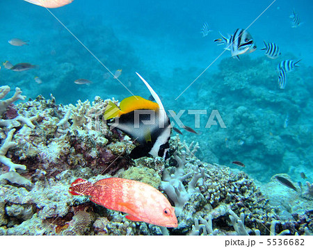 ニジハタ 5536682