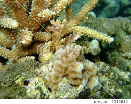 カスリヘビギンポ カスリヘビギンポ 5536689