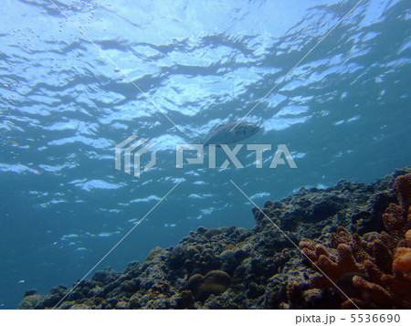 カスミアジ カスミアジ 5536690