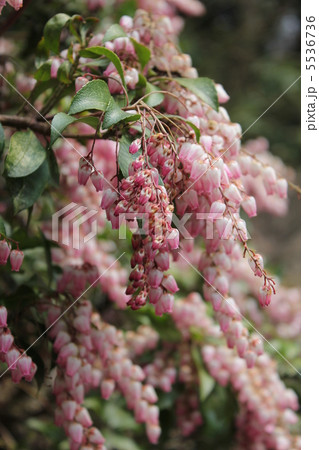 馬酔木 馬酔木 5536736