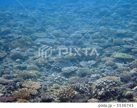 珊瑚 珊瑚 5536743