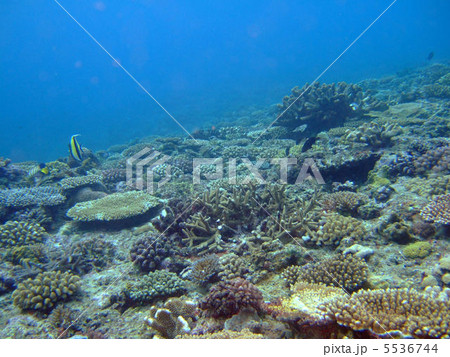 珊瑚 珊瑚 5536744