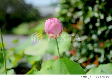 ハスの蕾 5537049