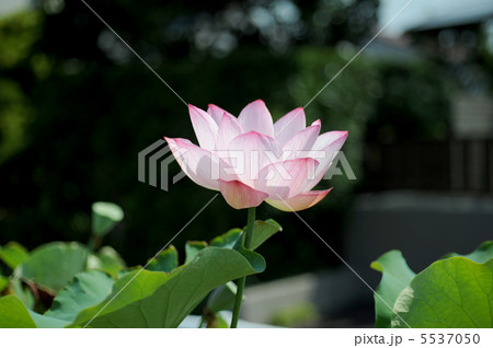 ハスの花 5537050