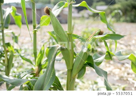 トウモロコシ 5537051