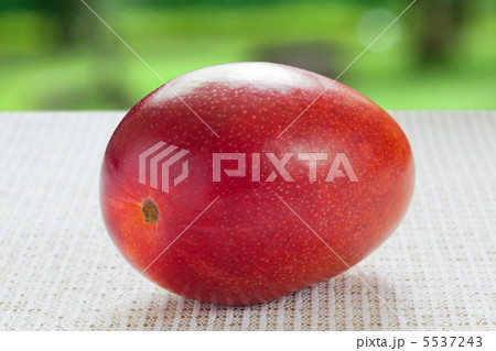 アップルマンゴー 5537243