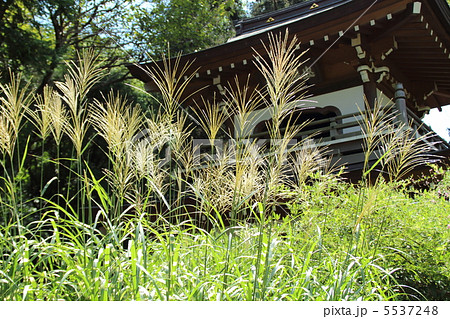 ススキの古寺　初秋の訪れ 5537248
