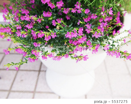 クフェア 5537275