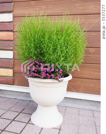 園芸 園芸 5537277