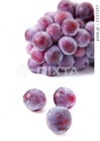 巨峰 巨峰 5537347