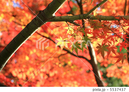 紅葉 5537437