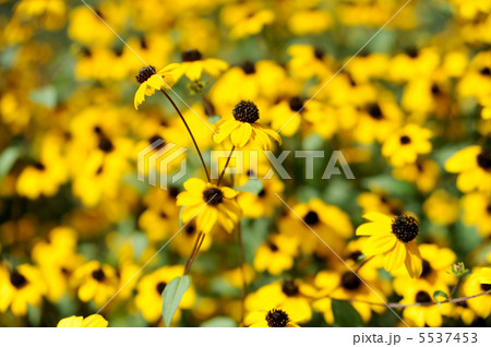 ルドベキア・タカオ 5537453