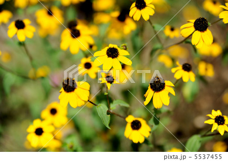 ルドベキア・タカオ ルドベキア・タカオ 5537455