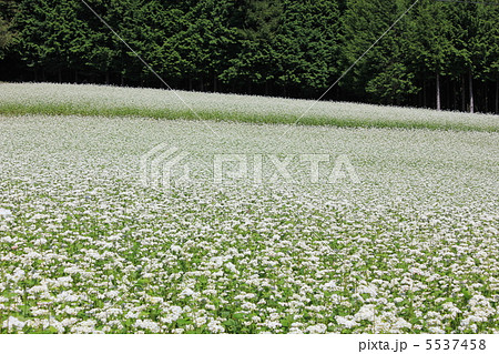 満開の秋そばの花 5537458