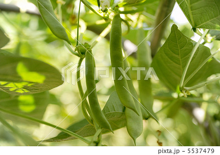 モロッコインゲン 5537479