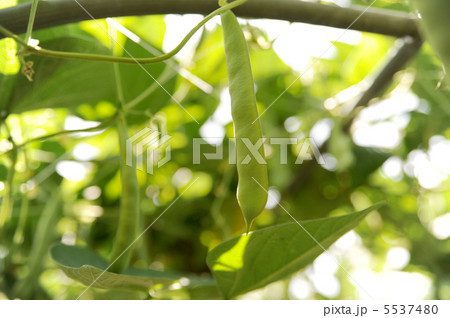 モロッコインゲン 5537480