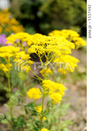 オミナエシ 5537492