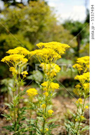 オミナエシ オミナエシ 5537494