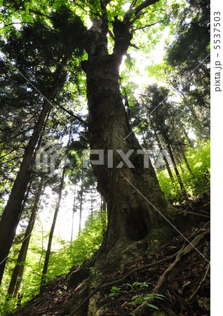 森の大木 5537503