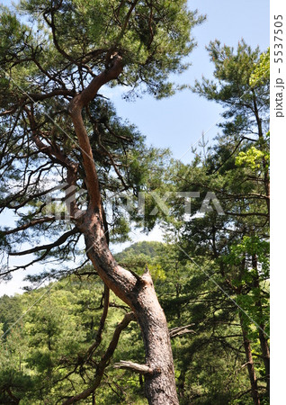 赤松と倉岳山 5537505