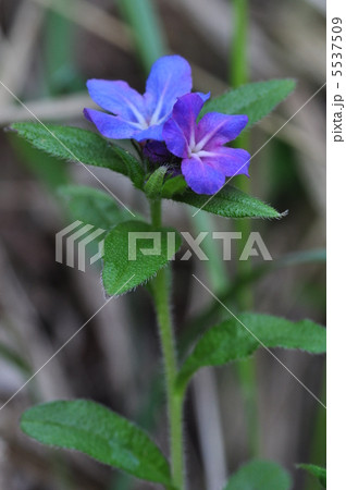 ホタルカズラ 5537509