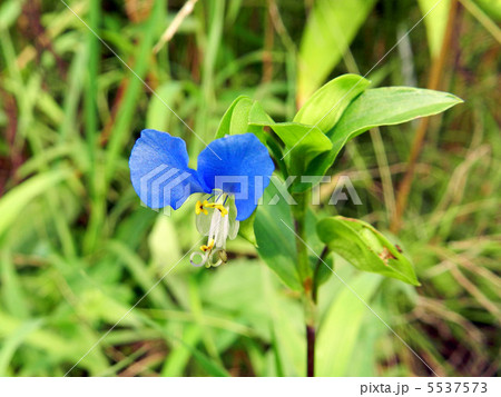 ツユクサ（露草） 5537573