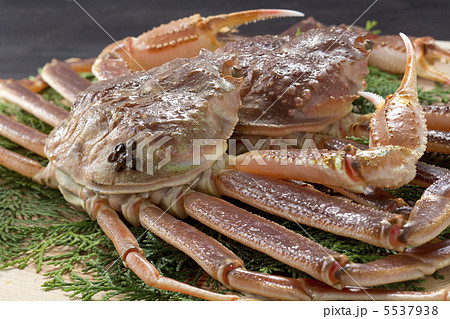 かに かに 5537938