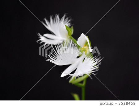 サギソウ 5538458