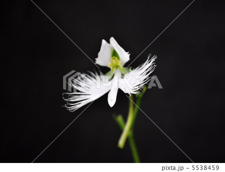 サギソウ 5538459