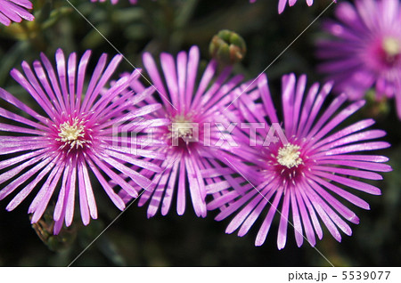 リビングストンデージー リビングストンデージー 5539077