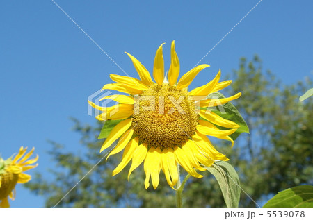 ひまわり ひまわり 5539078