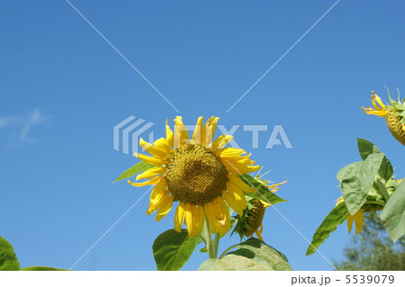 ひまわり ひまわり 5539079