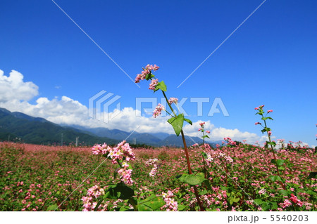 赤そばの花 赤そばの花 5540203