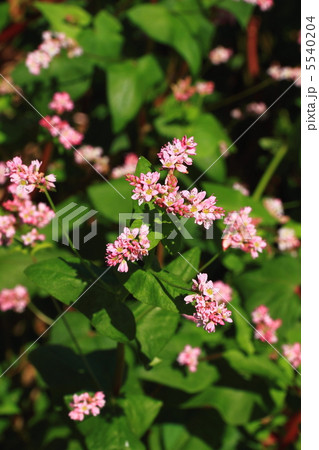 赤そばの花 5540204