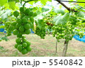 ぶどう　藤稔03 5540842