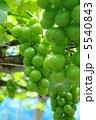 ぶどう　藤稔04 5540843