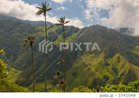 Vax palm trees of Cocora Valley, colombia Vax palm trees of Cocora Valley, colombia 5541049
