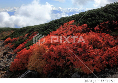 乗鞍岳の紅葉 乗鞍岳の紅葉 5541151