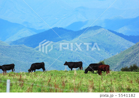 早坂高原の放牧地風景 5541182