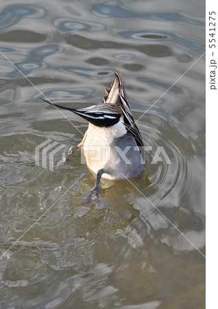 オナガガモの食事 5541275