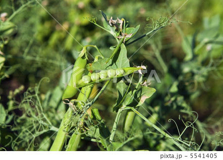 peas growing 5541405