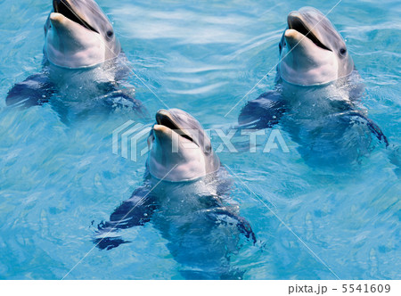 dolphins swim in the pool 5541609