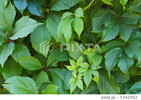 green leaves background 5542002