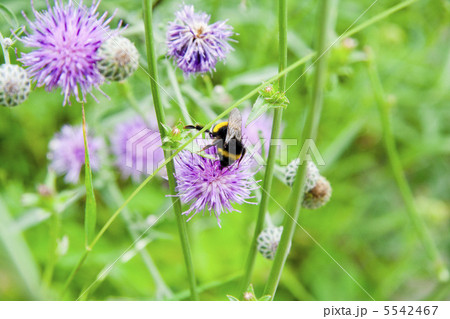 SilberFlowers with bee SilberFlowers with bee 5542467